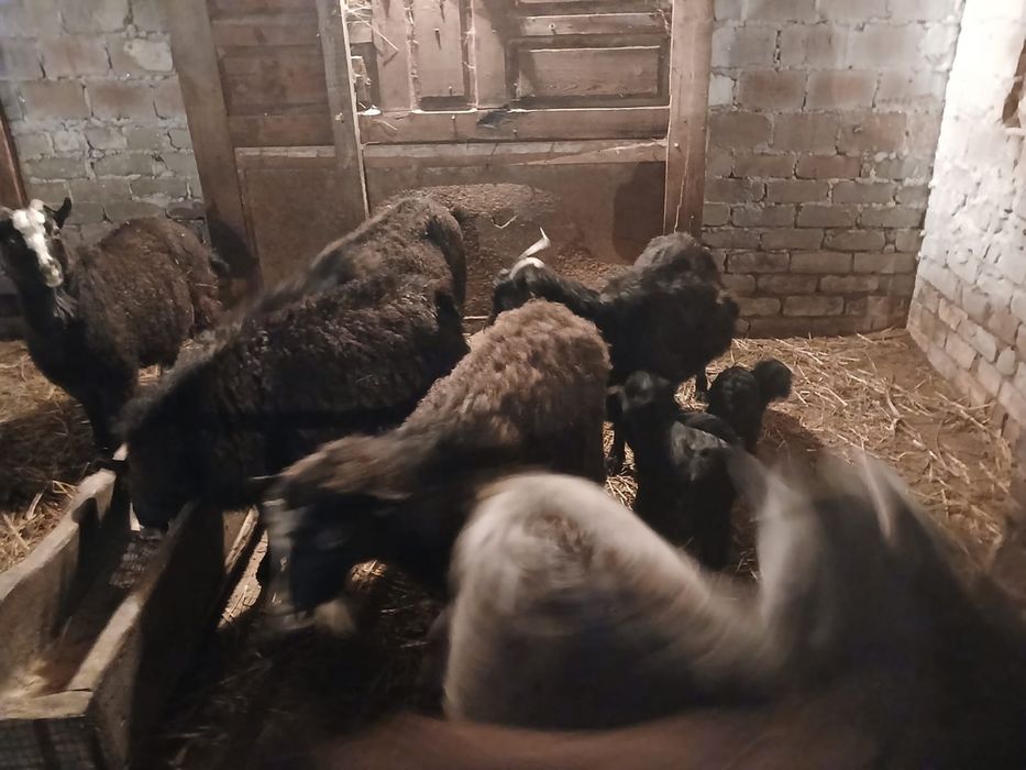Продам коз с ягнятами