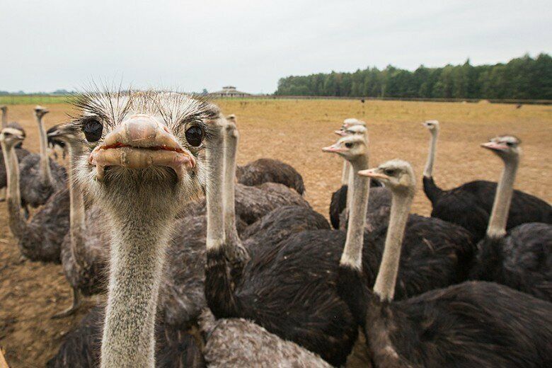 Страус,туякуш жужалари,острич,tuyaqush,straus,ostrich сотилади