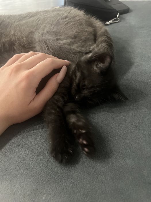 котенок, кошка, киса