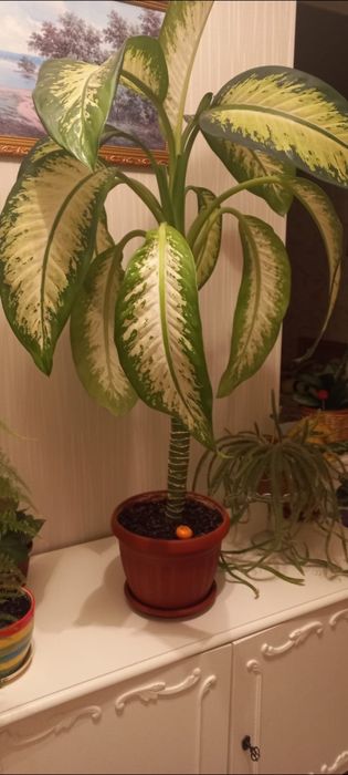 Цветы домашние красивые