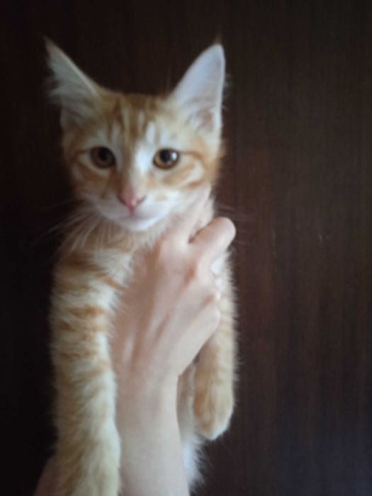 Рыжий котёнок, мальчик, 3 месяца.