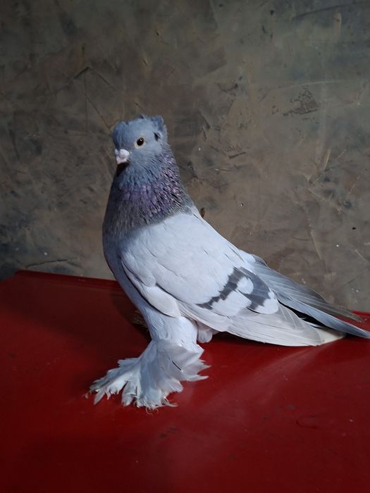 Голуби голуби голуби