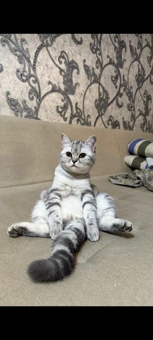 Продаётся Кошка Лакки