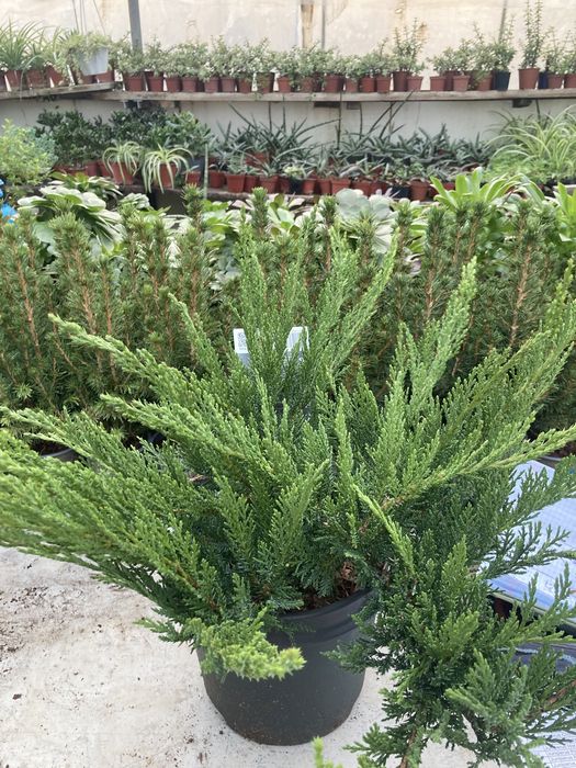 Коника ,Кипарисы,можжевельники