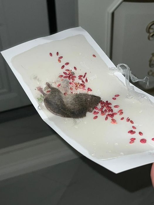 Озонация, фумигация, фогация, дезинфекция от клопов и тараканов ...