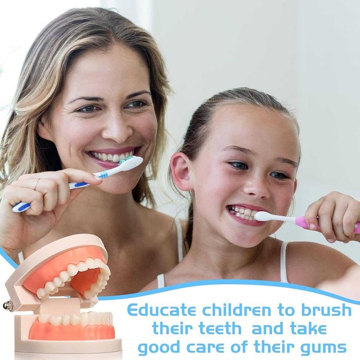 Model Dentar Educational Dinti Demonstratii & Educatie Dentara 8x5.5cm