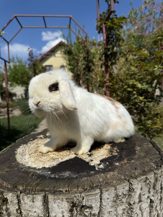 Iepuri berbec pitic