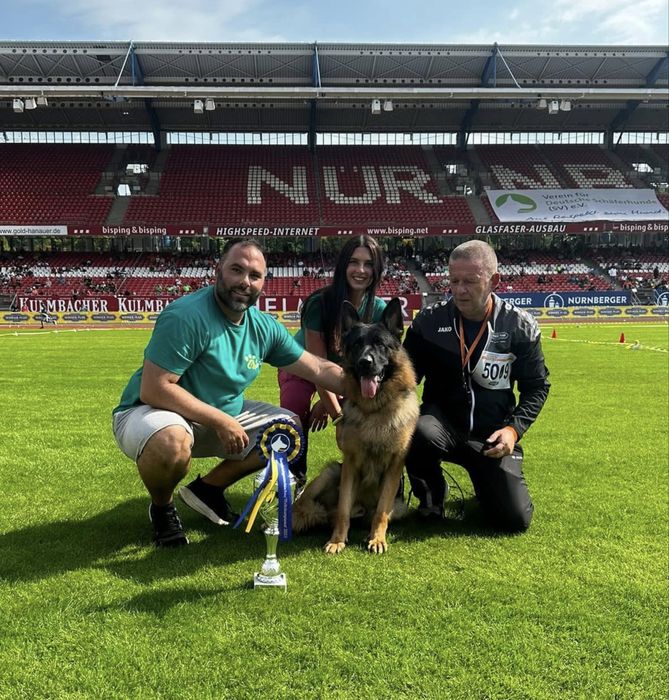 Femela ciobanesc german cu pedigree top