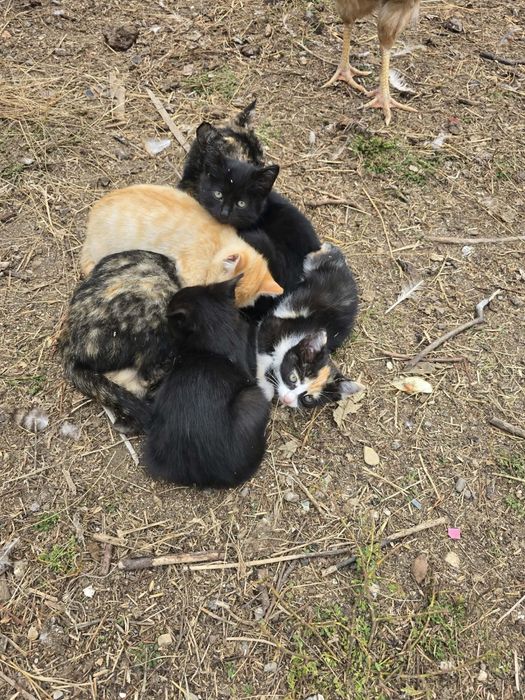 Подаряват се малки котета