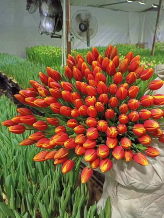 Букеты на праздники