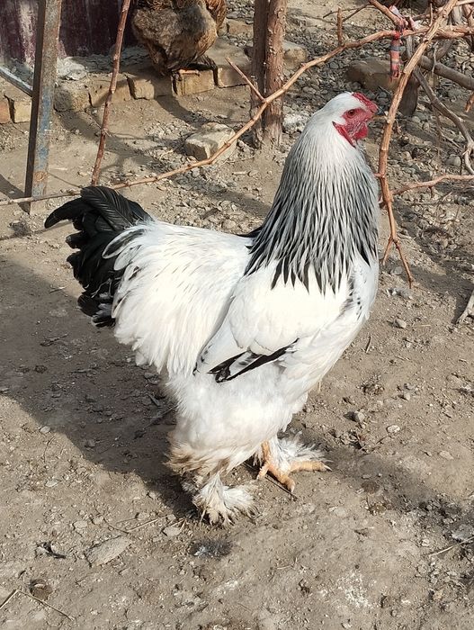 Шу хурозлани жужалари сотилади.