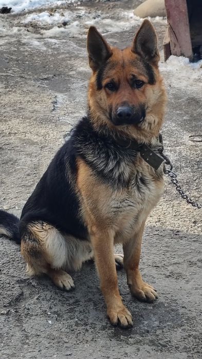 Щенки немецкой овчарки Талдыкорган. Новостройка .