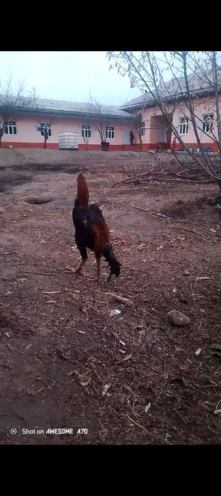 Мартский шөже сатылады