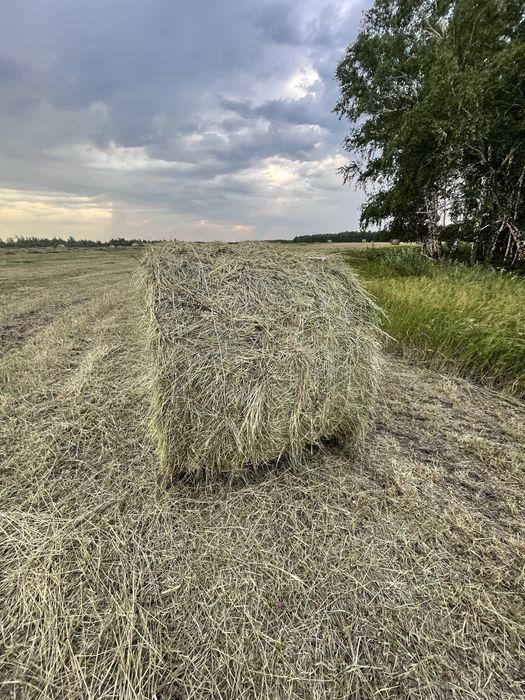 Продам сено рулонный