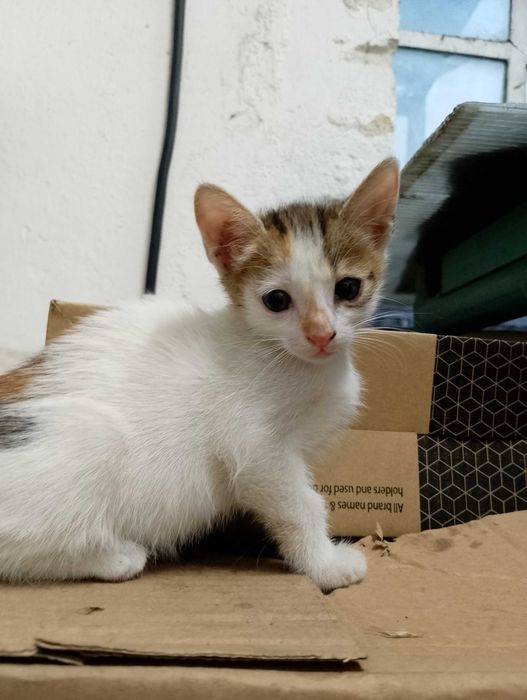 Подарявам котета