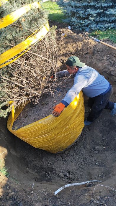 Пересадка посадка профессиональная