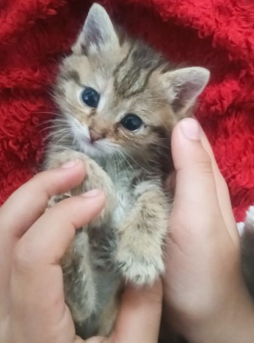 Девочка срочно ищет дом и любящих хозяев