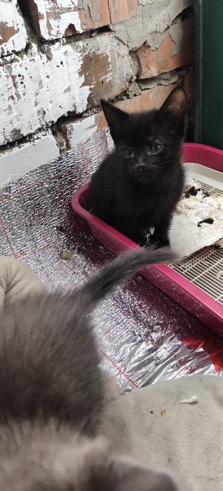 Отдам котят в добрые руки