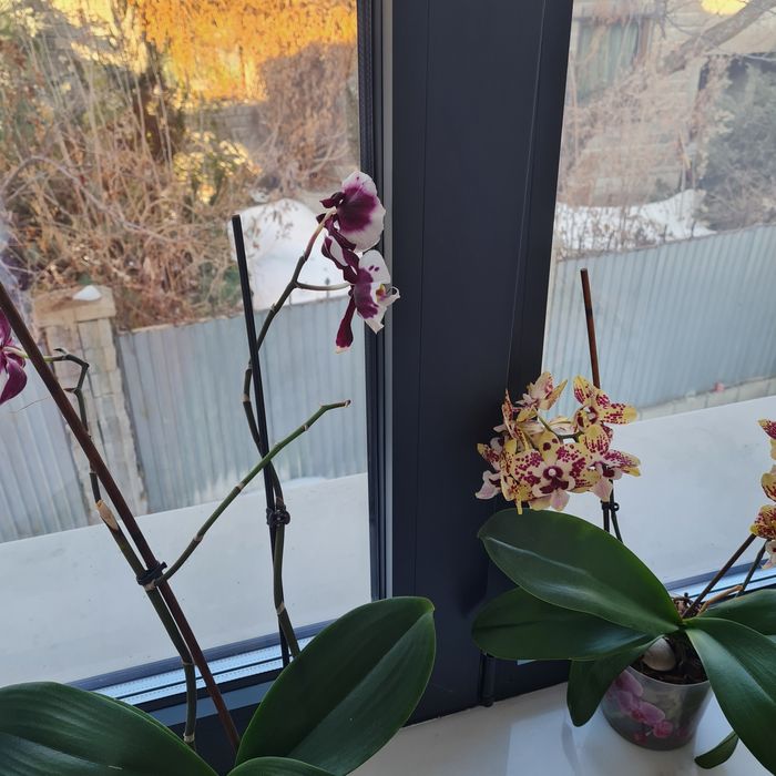 Продам коллекцию орхидей