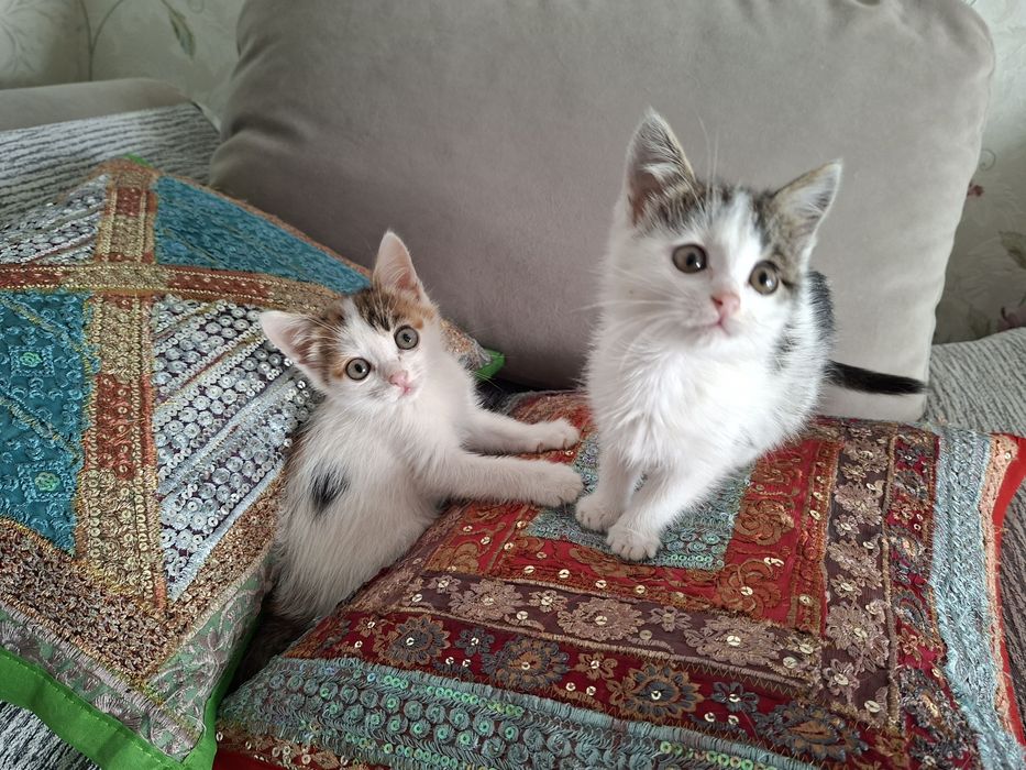 Малышки девочки ок.2 мес.в ответственные семьи