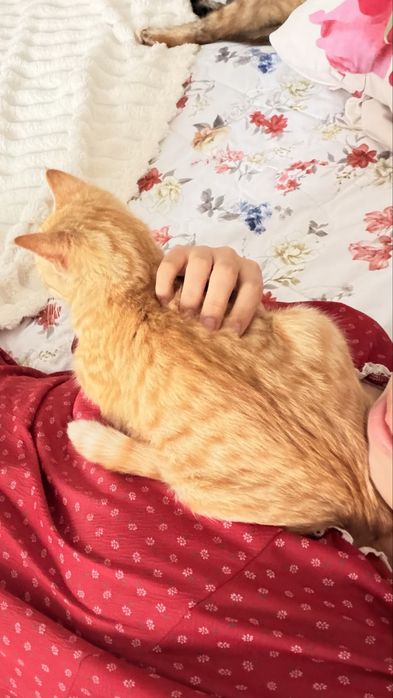 Котенок бесплатно