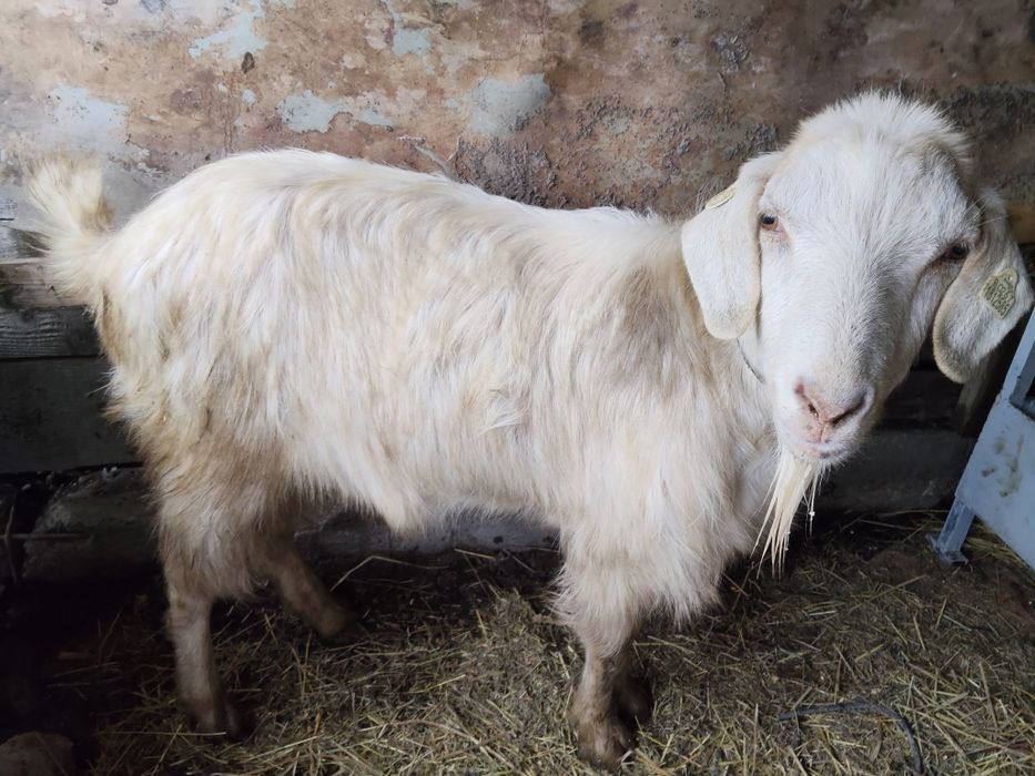 Vând țap de 2 ani sterilizat