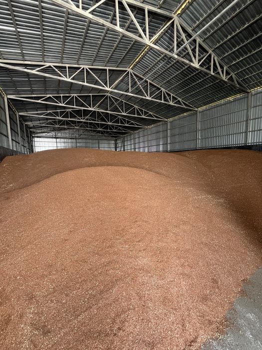 Продам лен масличный