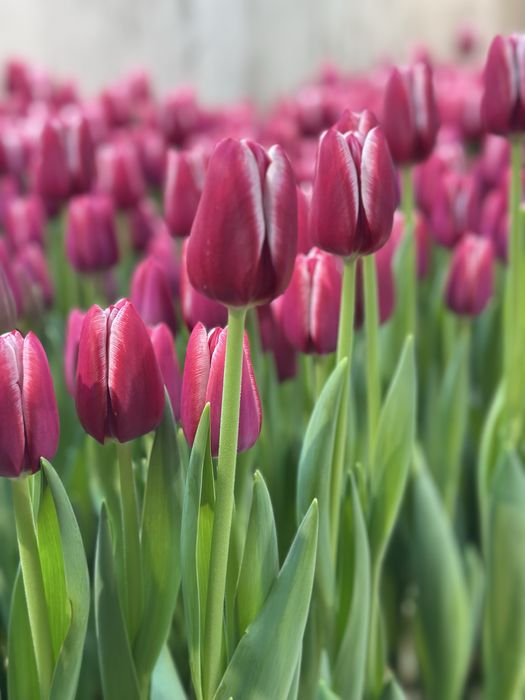 Тюльпаны на 8 марта