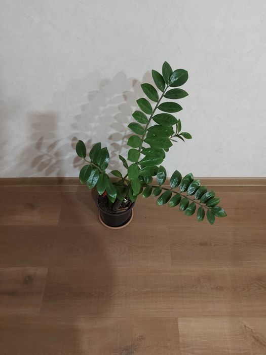 Продам  земиакулькас