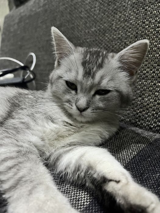 Отдам котенка, скотиш страйт в добрые руки