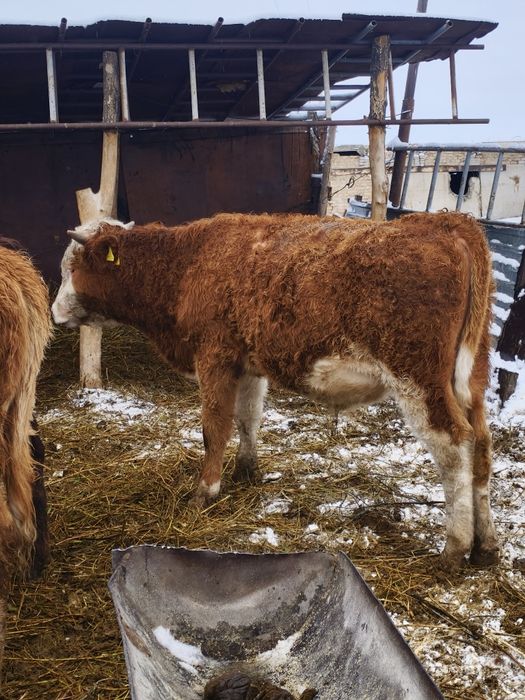 22 бас бұқа круг 1жас 2жас аралас