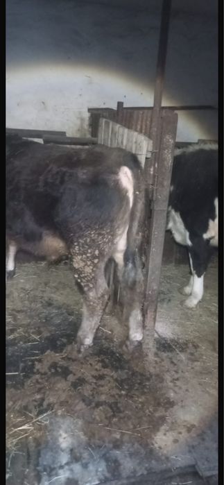 3 Бас Бұқа Сатылады