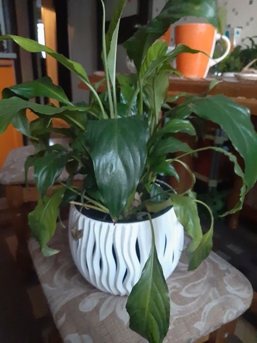 Цветок женское счастье