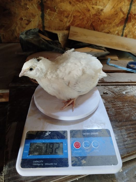 Бедана  белый гигант