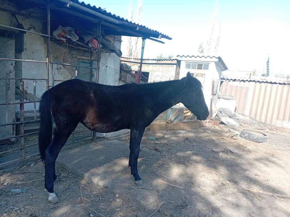 Продам лошадь кушает все