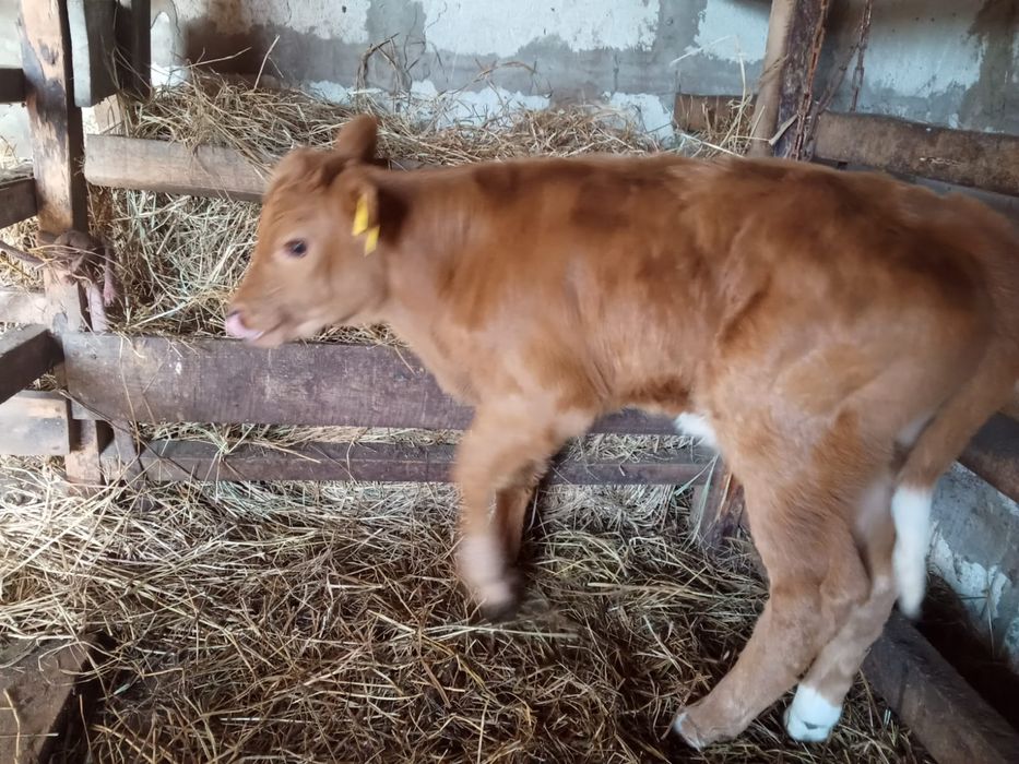 Продам бычка 1 месяц