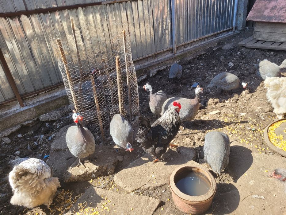 Vând bibilici frumoase