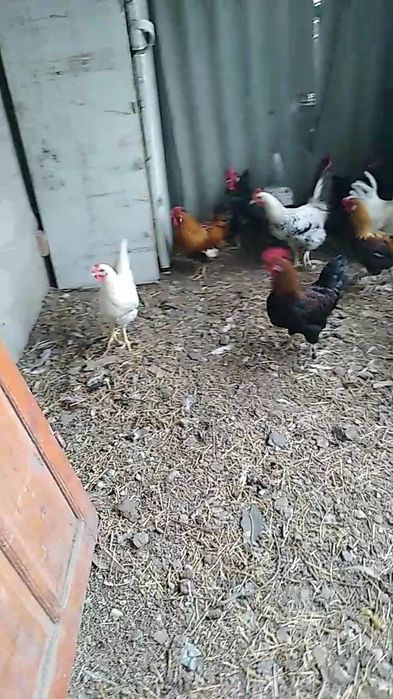 Невзрослые,ёщё молодые петущки