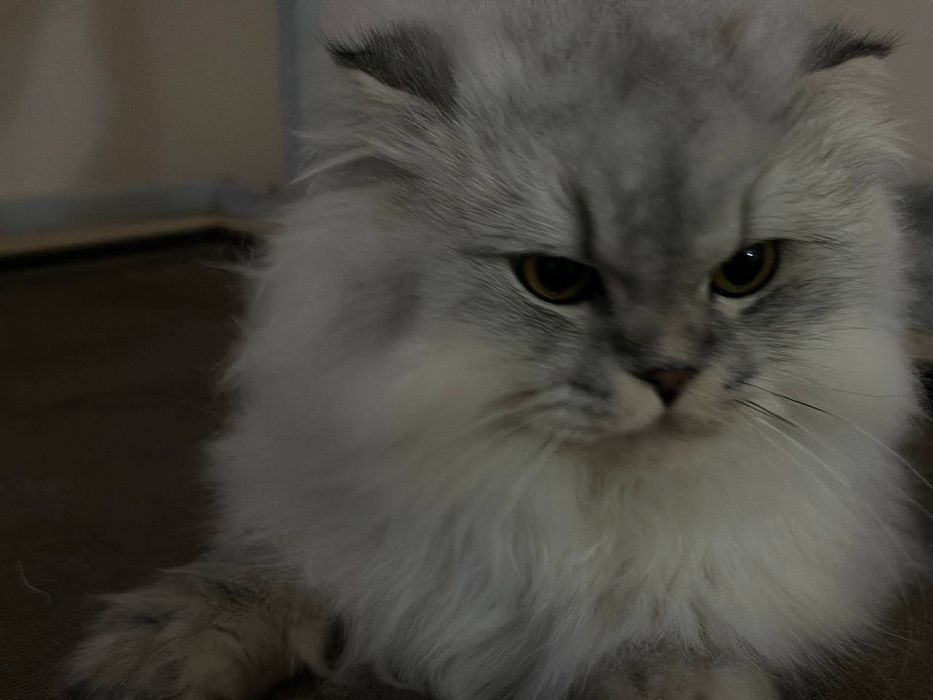Скотиш хайленд.       .