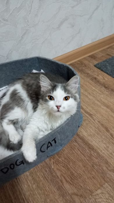 Отдадим домашних котят