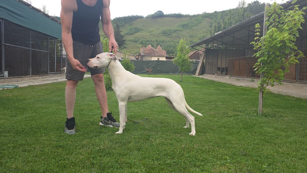 Dog Argentinian/Dogo Argentino