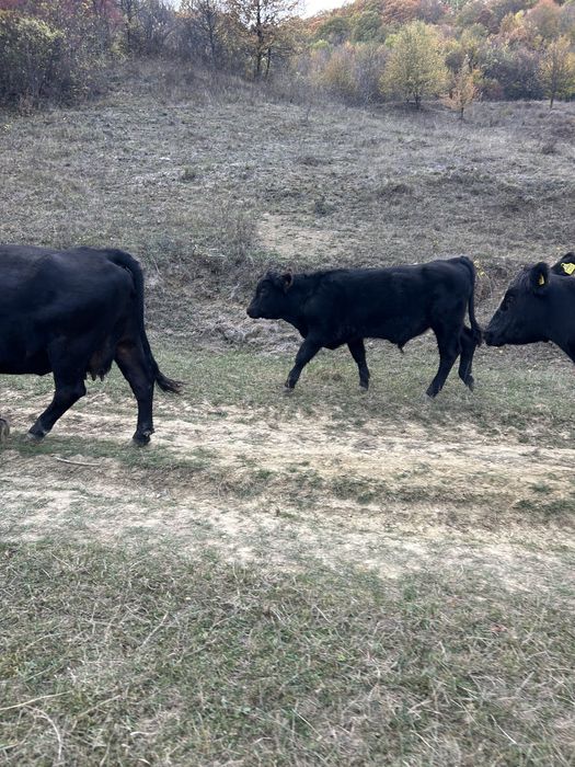 Vand 6 vitei angus