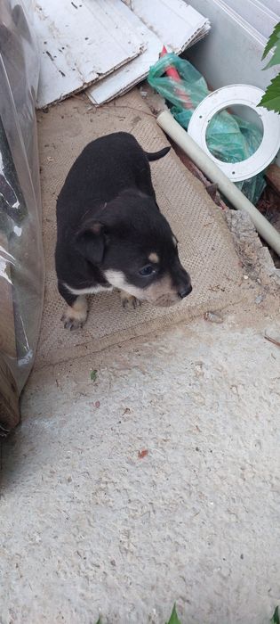 Отдам щенят в добрые руки