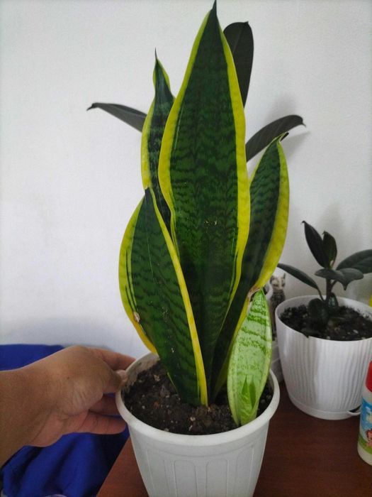 Отростки Сансиверия