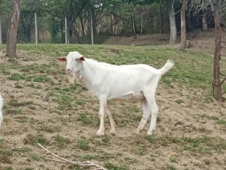 Vând 3 tapi de prăsila