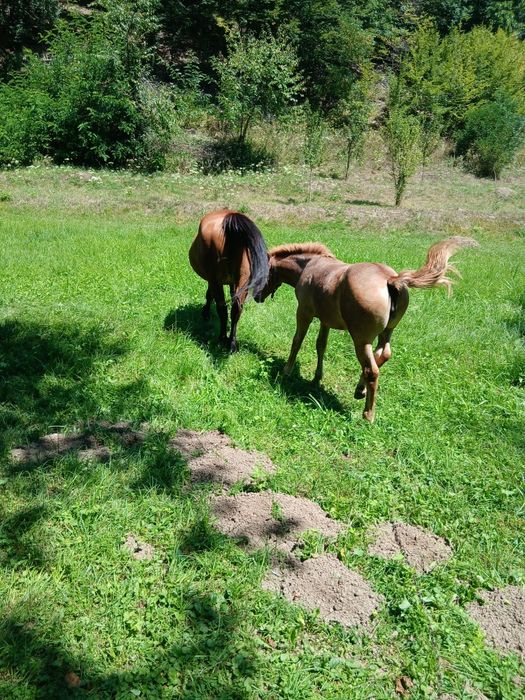 Vând iapă lucrată la pădure gestantă