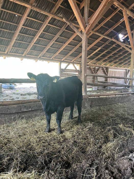 Vand 2 vitele angus