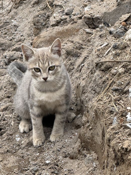 Отдам котят 4 месяца