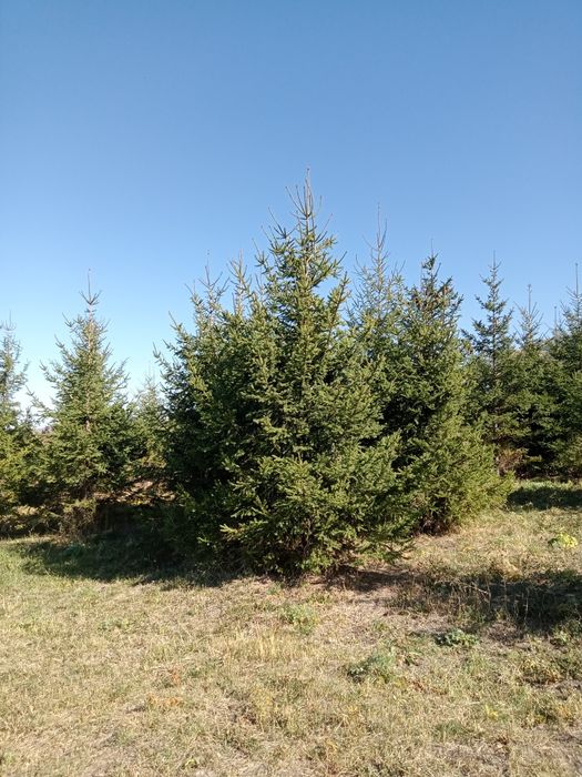 Ёлки разных размеров