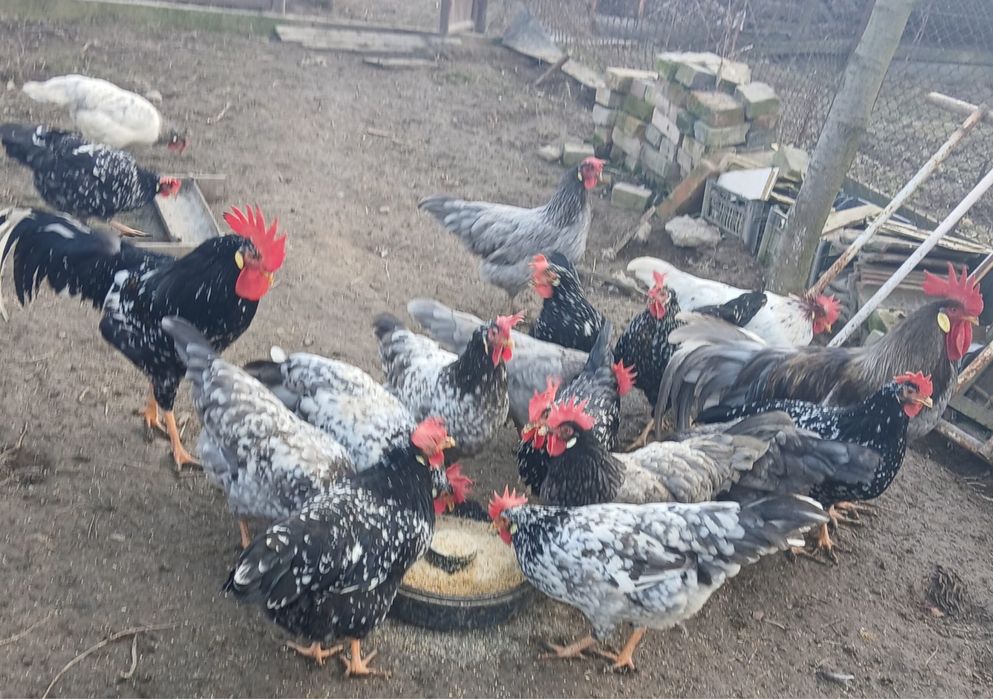 Vand oua gaini italiene